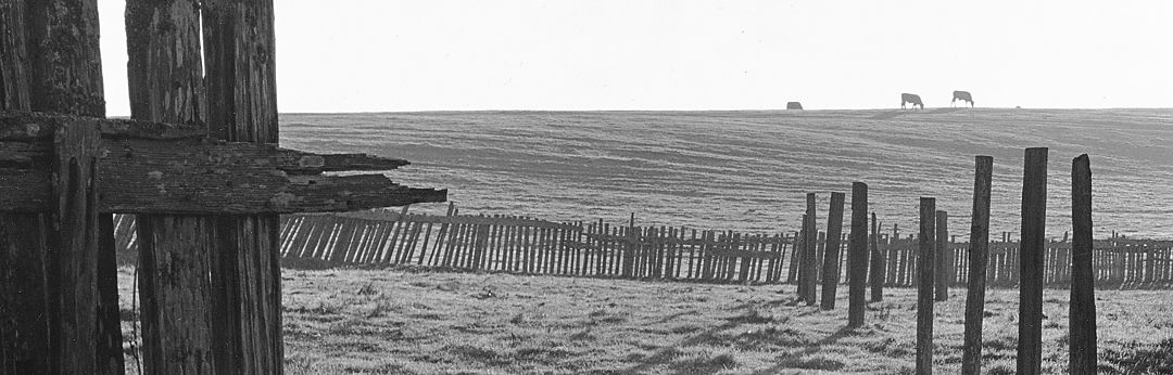 Ansel Adams campus meadow with cows and ranch fence
