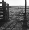 Ansel Adams campus meadow