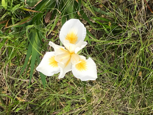 yellow iris wild flower
